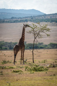 Masai giraffe stretches to browse topmost branches