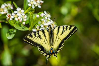 Close-up of butterfly pollinating on flower