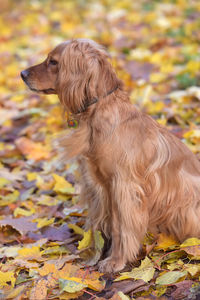 Dog lying on leaves during autumn