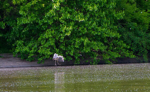 View of bird in lake