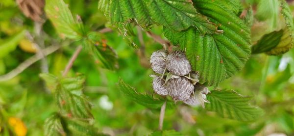 Close-up of green flower on plant