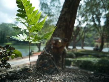 Close-up of plant growing on field