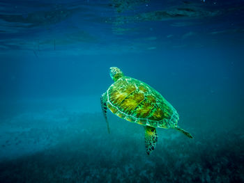 Turtle swimming in sea