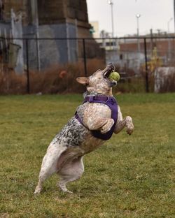 Dog sitting on field