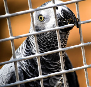 Close-up of african grey parrot in cage