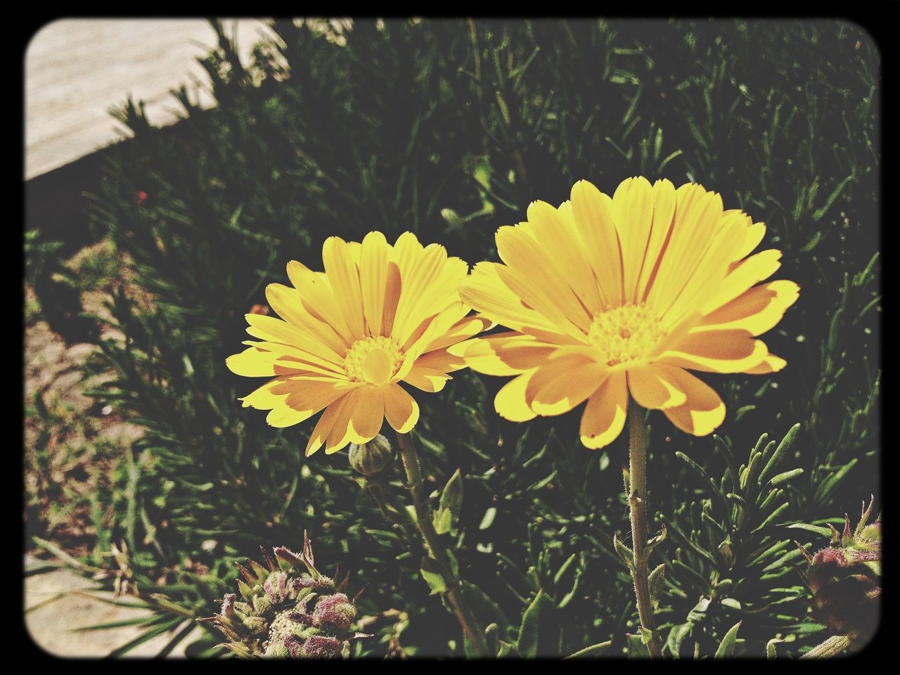 flower, transfer print, freshness, growth, fragility, petal, yellow, auto post production filter, flower head, beauty in nature, plant, close-up, nature, blooming, focus on foreground, in bloom, field, outdoors, day, no people