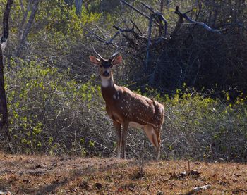 Portrait of deer standing in forest