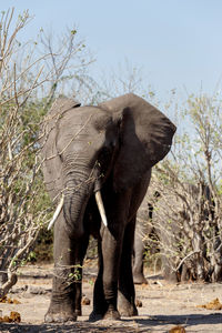 Elephant standing in a sunlight