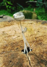 Close-up of mushroom