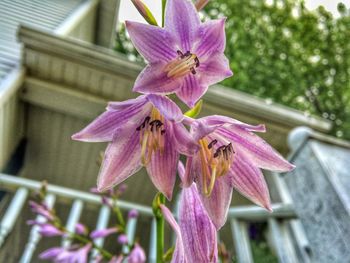 Close-up of pink flowers