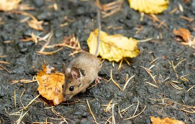 Mouse in the wood