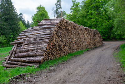 Stack of logs on road in forest