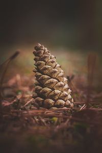 Close-up of fresh leaf on field