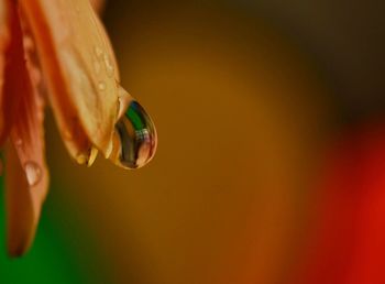 Close-up of glass of bottle