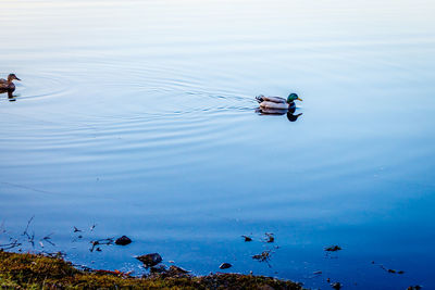 Ducks swimming in lake