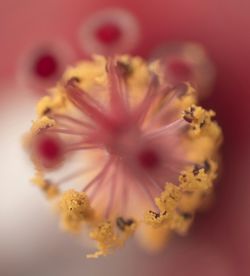 Close-up of pink flower