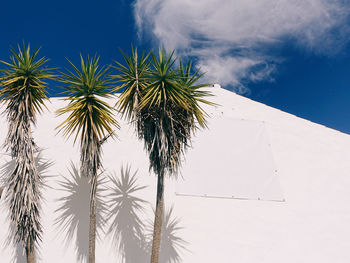 Low angle view of palm trees against sky