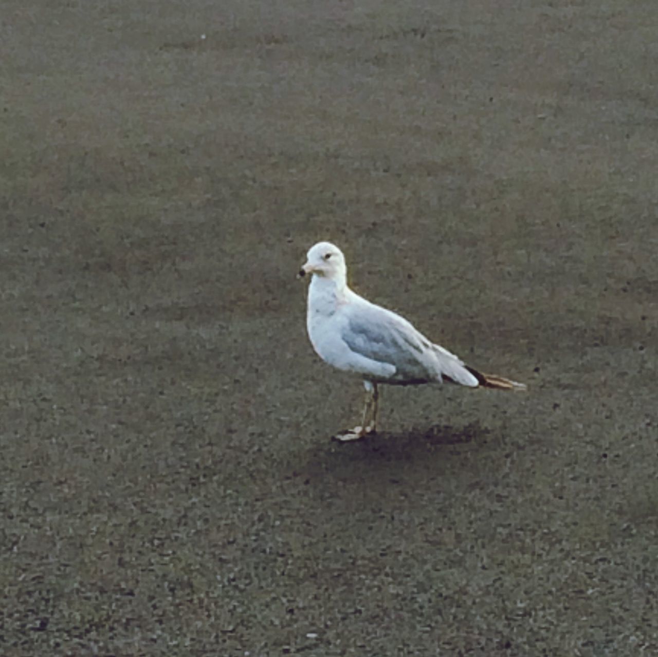 bird, animal themes, animals in the wild, wildlife, seagull, one animal, full length, nature, side view, high angle view, outdoors, day, no people, beak, duck, perching, beach, zoology, white color, water