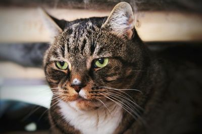 Close-up portrait of tabby cat