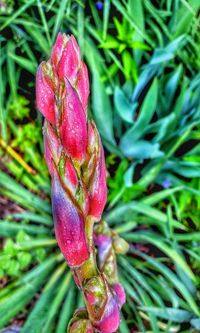 Close-up of pink flowers