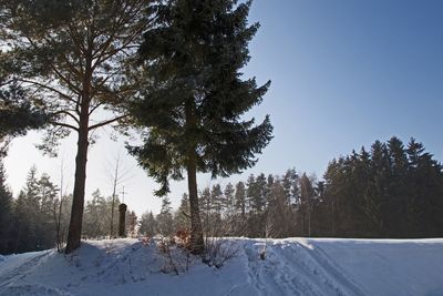 Trees on snow covered field against sky