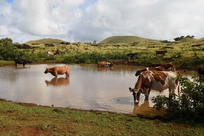 Cows standing in a lake