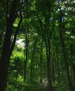 Trees in forest