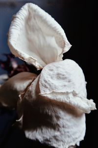 Close-up of bread against black background