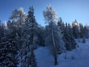 Snow covered trees in forest against sky