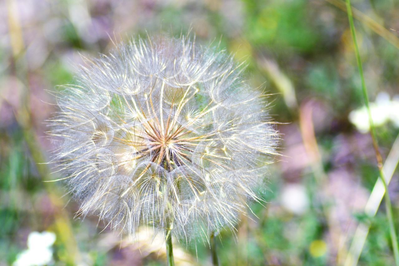 flower, plant, flowering plant, freshness, fragility, dandelion, beauty in nature, nature, close-up, grass, focus on foreground, growth, flower head, inflorescence, no people, wildflower, thistle, meadow, macro photography, prairie, day, softness, outdoors, dandelion seed, springtime, white, tranquility, seed, environment, positive emotion