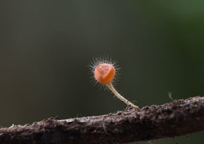 Close-up of orange mushroom growing on tree