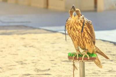 Close-up of bird perching on a beach