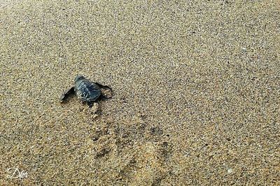 High angle view of bird on sand