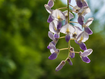 Close-up of purple flowering plant