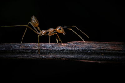 Close-up of insect at night