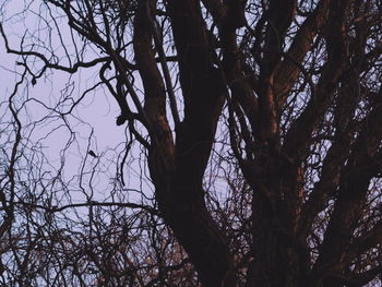 Low angle view of silhouette trees against sky