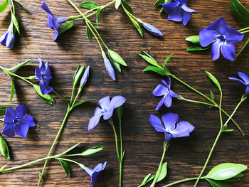 Close-up of purple flowering plants