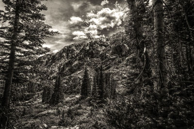 Pine trees in forest