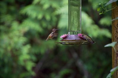 Close-up of bird flying over feeder