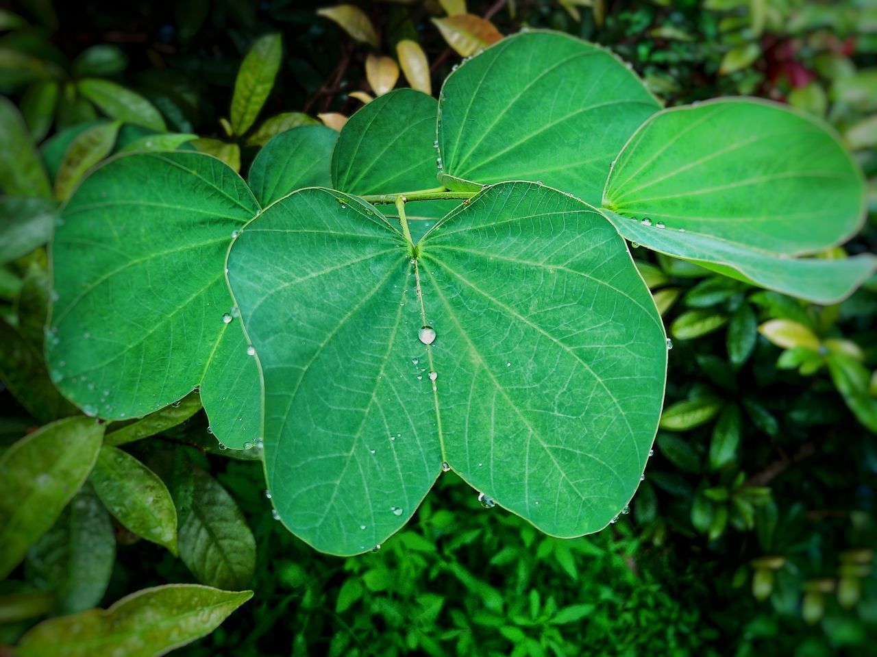 HIGH ANGLE VIEW OF WET LEAVES