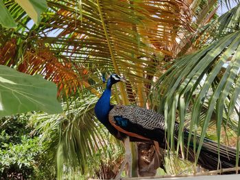 Bird perching on a plant