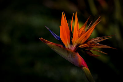 Close-up of orange flower