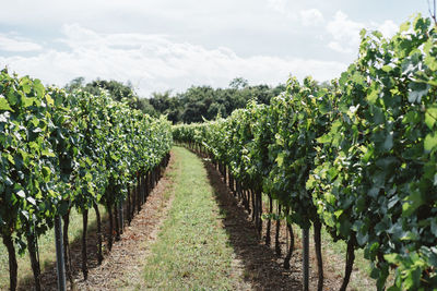 Vineyard against sky