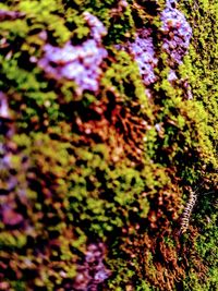 Close-up of moss growing on tree