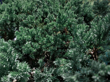 Full frame shot of pine tree