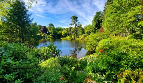 Scenic view of lake in forest against sky