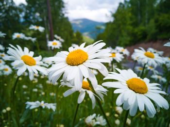 Close-up of white daisy flowers on field