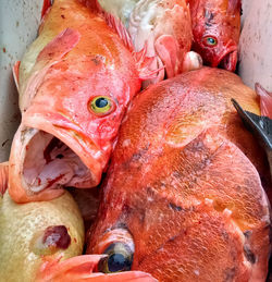 Red snapper catch in alaska, fish with mouth open