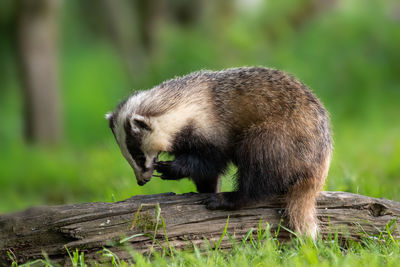 Close-up of badger on tree trunk