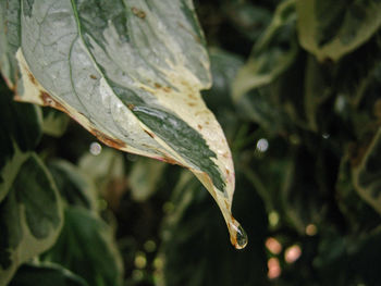 Close-up of wet leaves